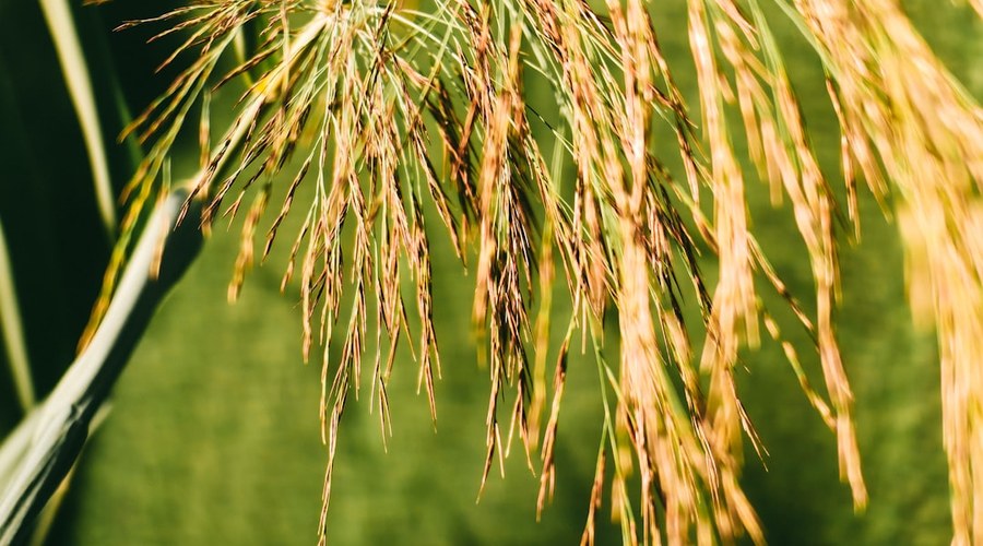 iPhone 18 Pro Kameralinsen reparieren – Bild 1