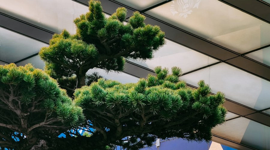 Realme C100 Akku tauschen Kosten – Bild 1